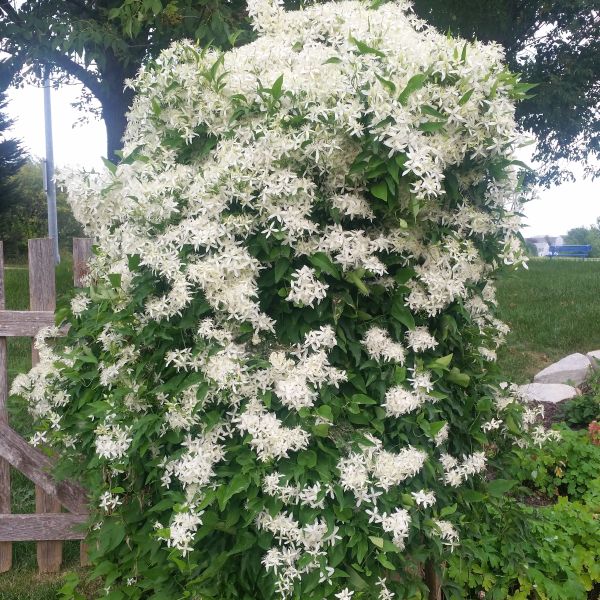 Sweet Autumn Clematis