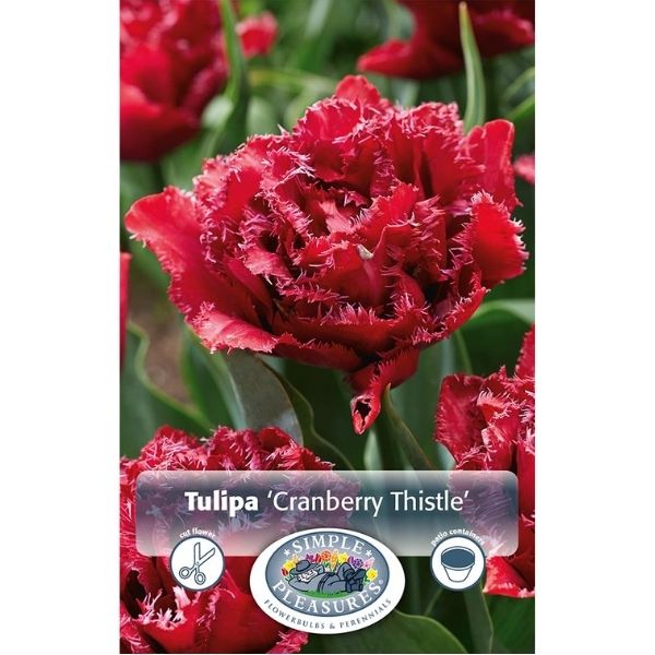 Cranberry Thistle Tulip