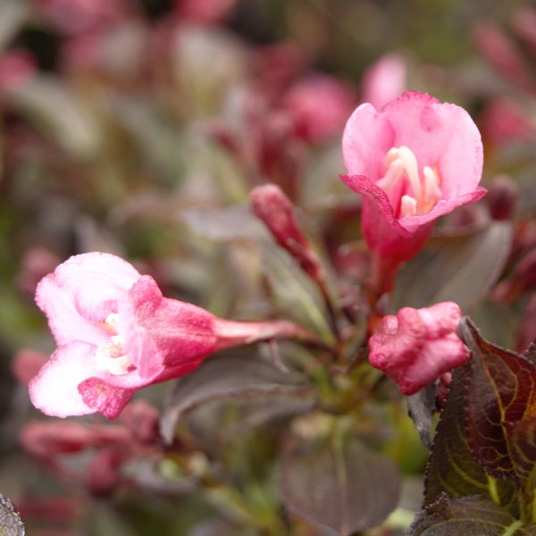 Fine Wine&reg; Weigela