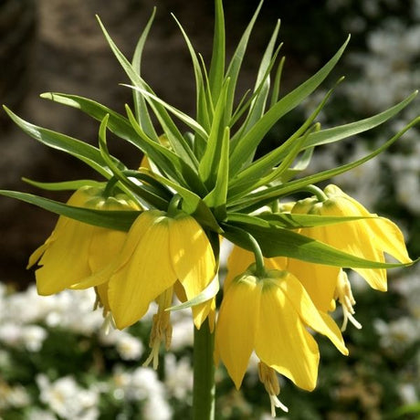 Yellow Crown Imperial