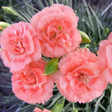 Scent First&reg; Romance Dianthus