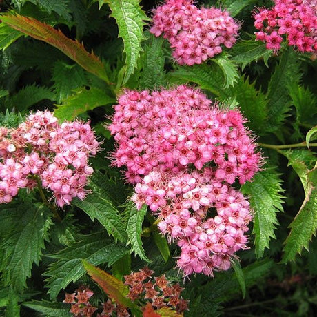 Crisp Leaf Spirea