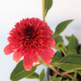 Double Scoop Cranberry Coneflower