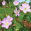 Wild Geranium