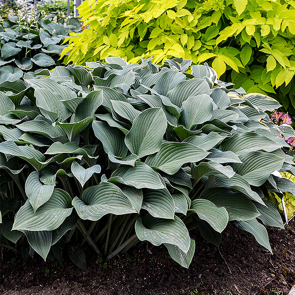 Krossa Regal Hosta