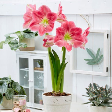 Candy Floss African Amaryllis