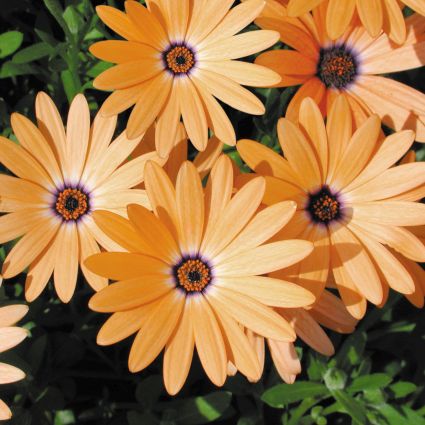 Orange Symphony Osteospermum