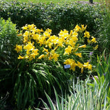 Mary Todd Daylily