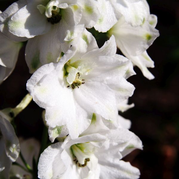 Delphinium Summer Stars