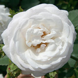 Bloomables&reg; Pearlescent&trade; Rose