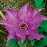 The President Clematis