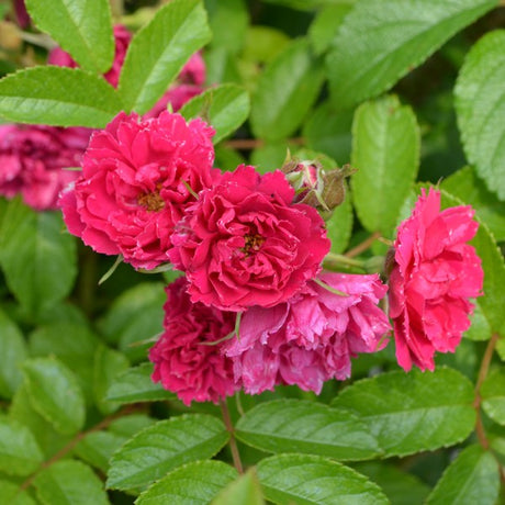 F. J. Grootendorst Hybrid Rugosa Rose