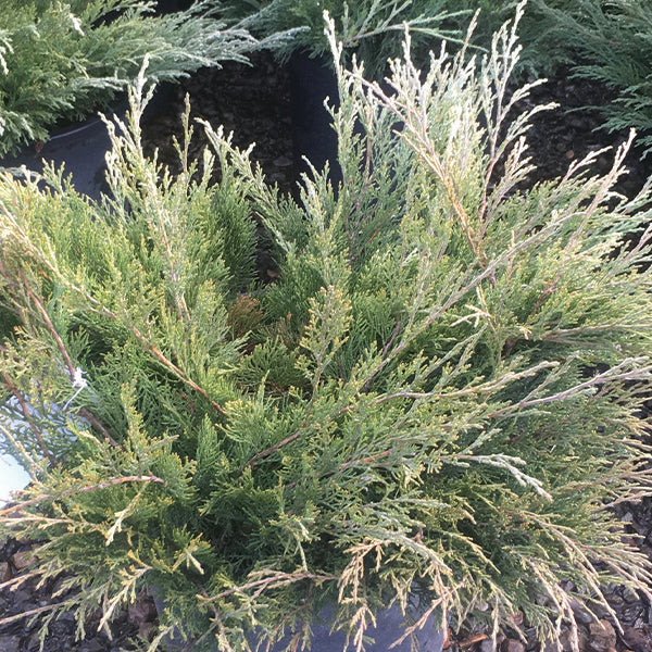 Calgary Carpet&reg; Juniper