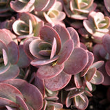 Sunsparkler Cherry Tart Sedum