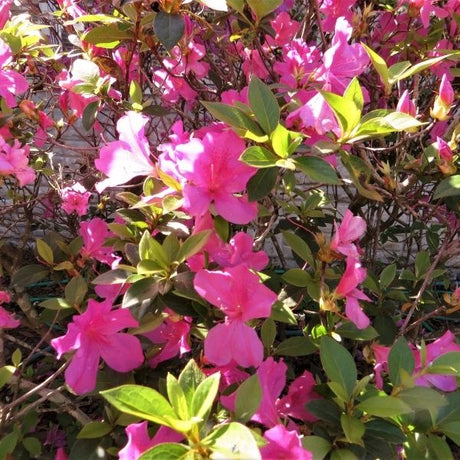 Southern Charm Azalea