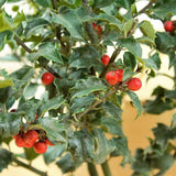 Blue Princess Holly Holiday Shrub