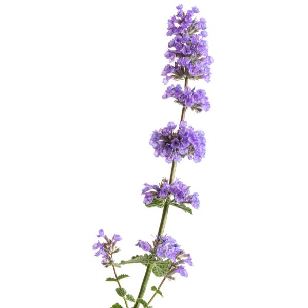 Proven Winners&reg; ColorChoice&reg; Cat's Pajamas Catmint