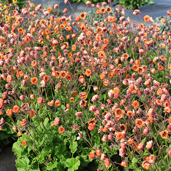 TEMPO&trade; Orange Geum