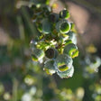 Chippewa Blueberry Bush