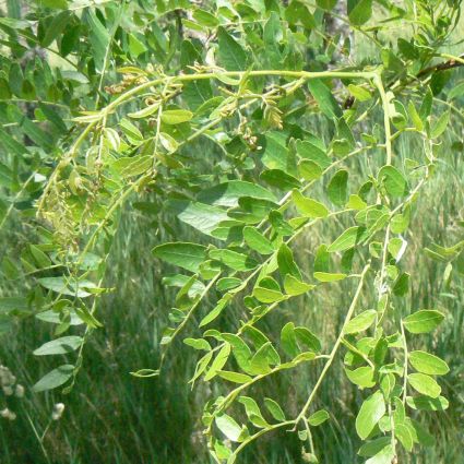 Thornless Honeylocust