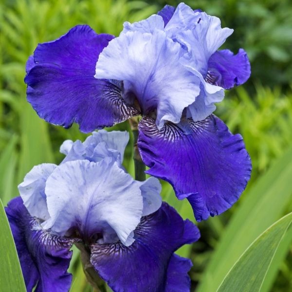 Best Bet Iris