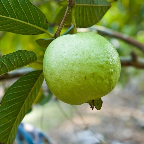 White Asian Guava Tree