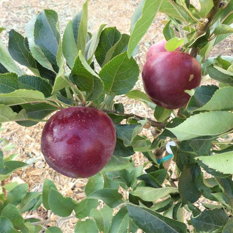 Arkansas Black Apple Tree