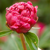 Kansas Peony