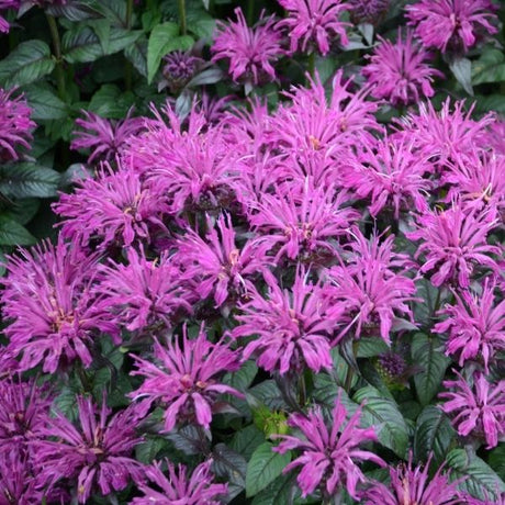 SUGAR BUZZ&reg; Rockin Raspberry Bee Balm