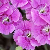 Shooting Star Dianthus