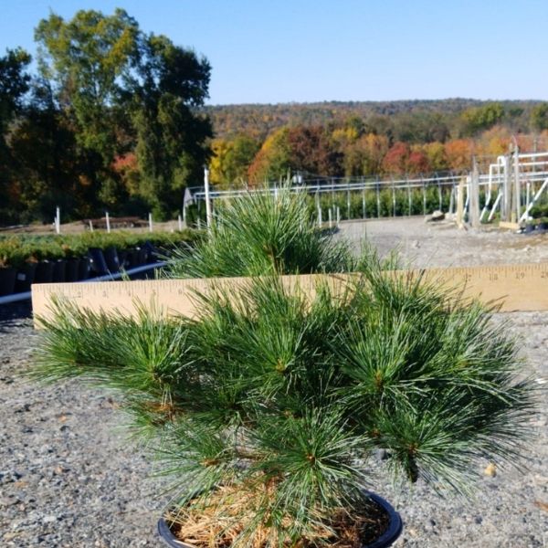 Blue Shag Eastern White Pine