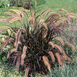 Graceful Grasses® Purple Fountain Pennisetum