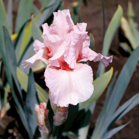 Lenora Pearl Tall Bearded Iris