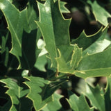 Oak Leaf™ Red Holly