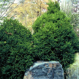 First Editions&reg; Chapel View&trade; Japanese Cedar