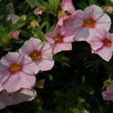 Cherry Blossom Superbells Calibrachoa