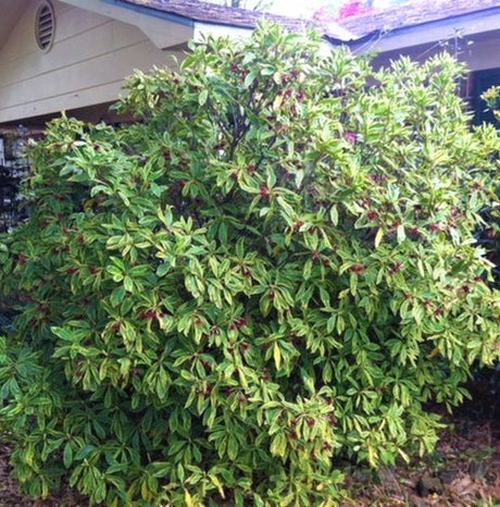 Southern Star Florida Anise