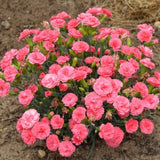 Dianthus Classic Coral