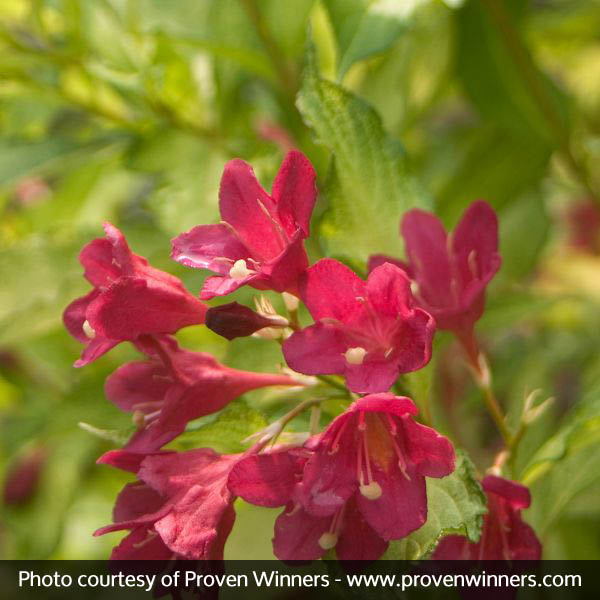 Sonic Bloom&reg; Ghost&reg; Weigela