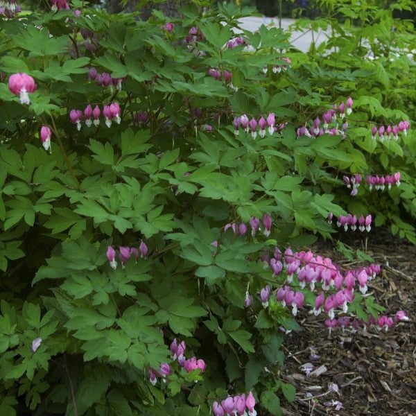 Old Fashioned Bleeding Heart