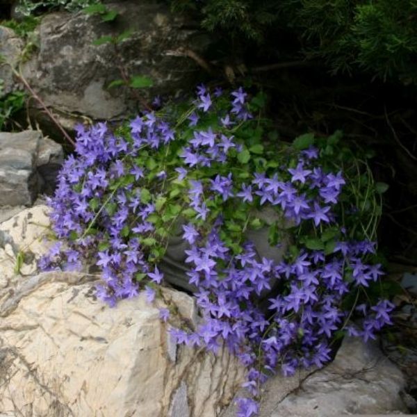 Blue Waterfall Bellflower