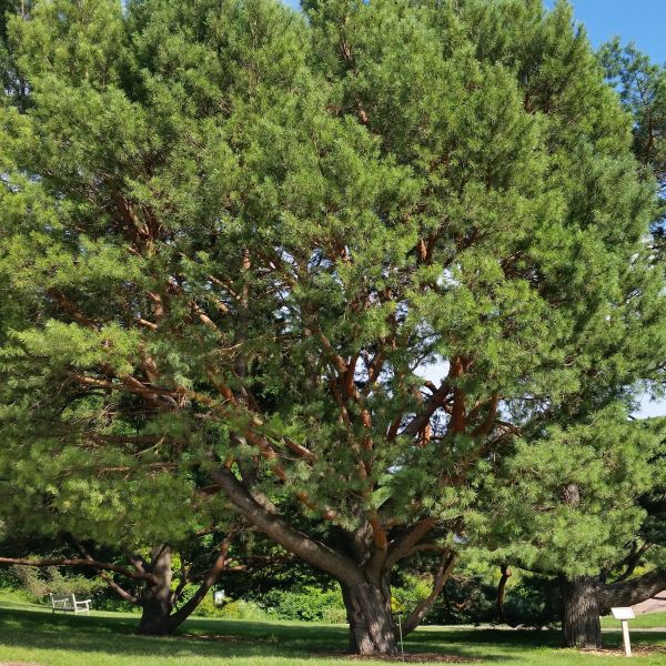 Scotch Pine