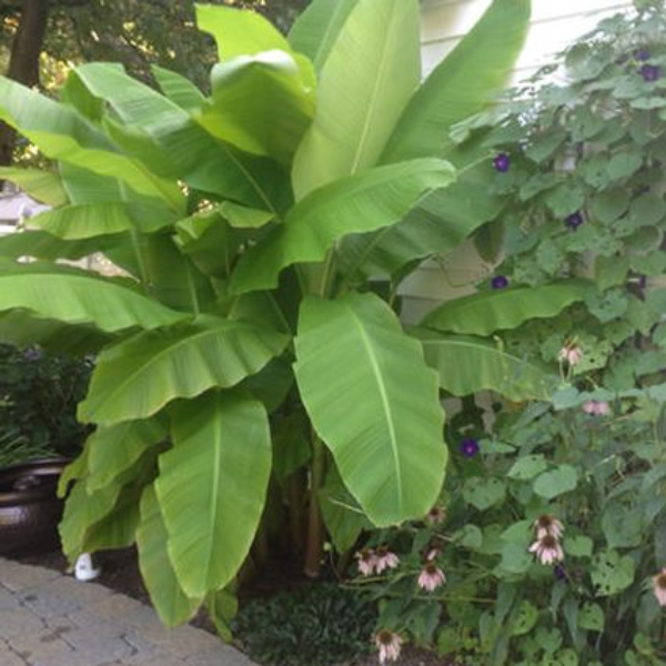 Musa Basjoo Banana Tree