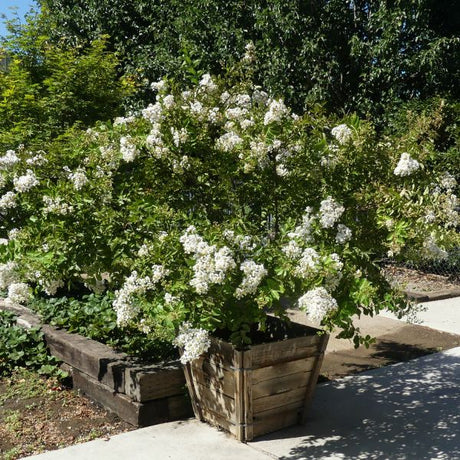 Acoma Crape Myrtle