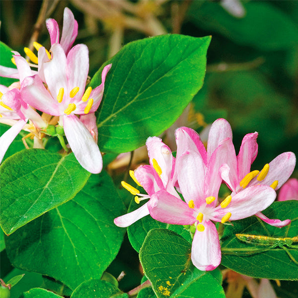 Pink Honeysuckle