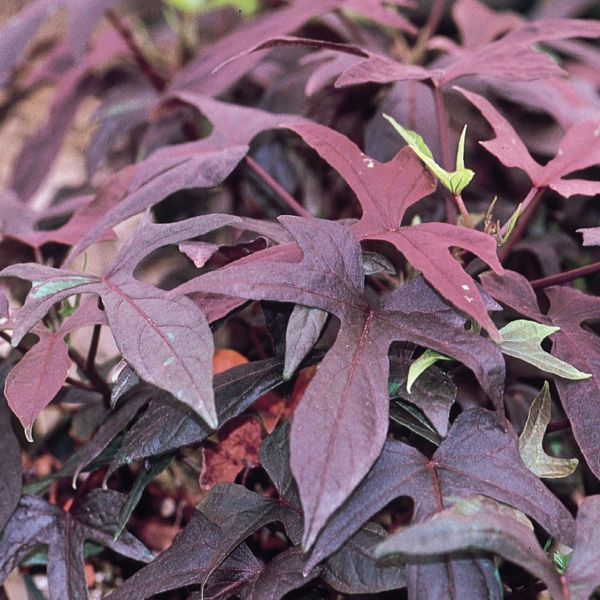 Blackie Sweet Potato Vine