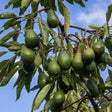 Hass Avocado Tree