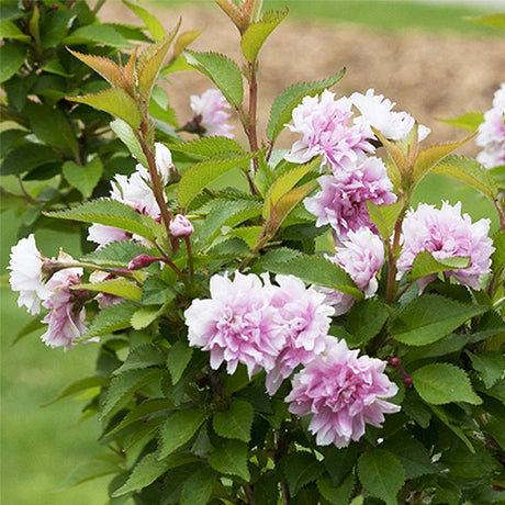Zuzu? Dwarf Flowering Cherry