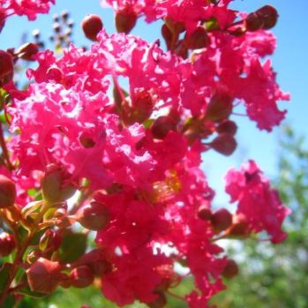 Tonto Crape Myrtle