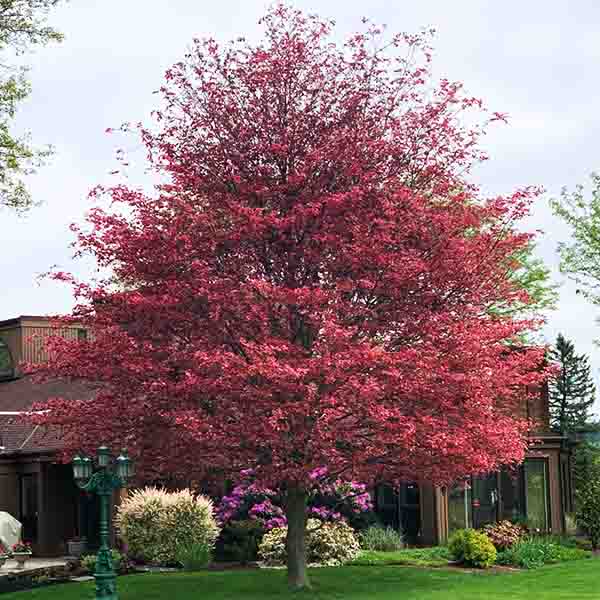 Tricolor European Beech Tree